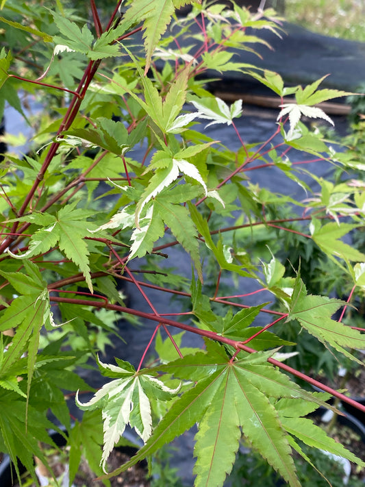 Acer palmatum 'Cotton Candy'