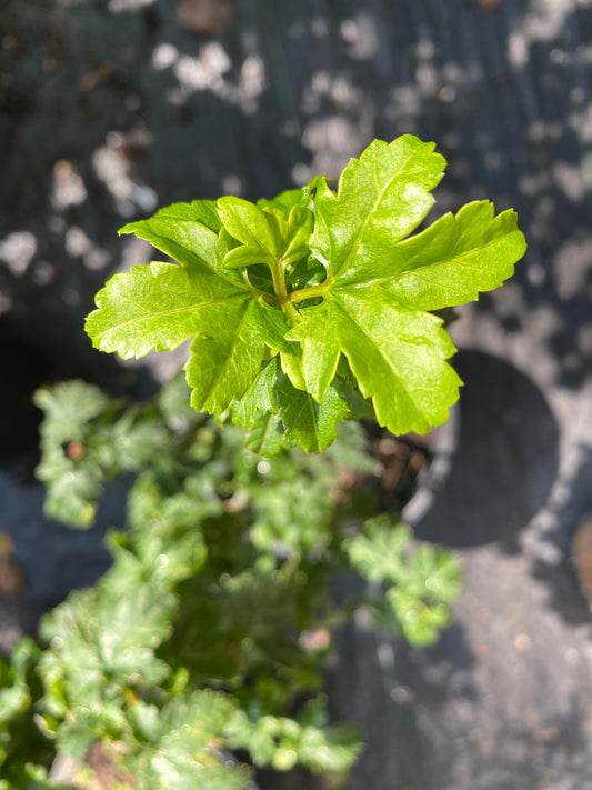 Acer circinatum 'Pacific Sprite'