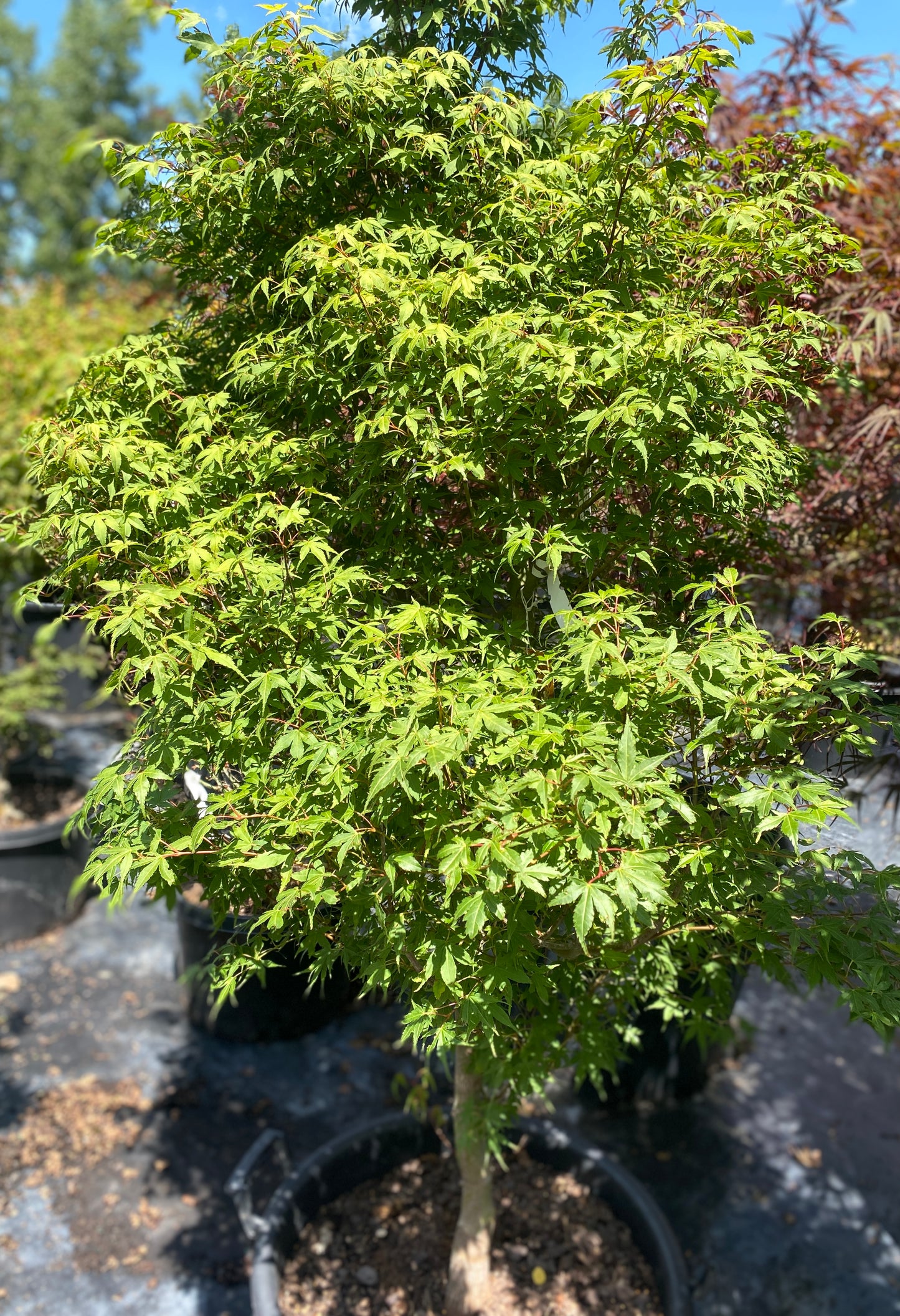Acer palmatum 'Orange Dream'