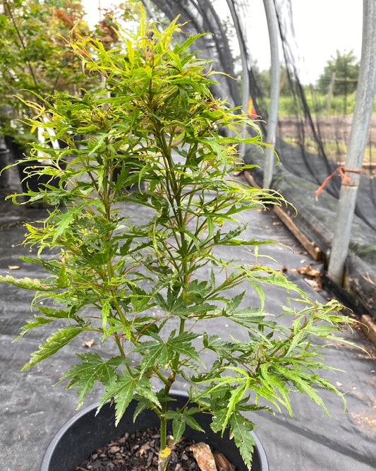 Acer palmatum 'Chirimen Nishiki'