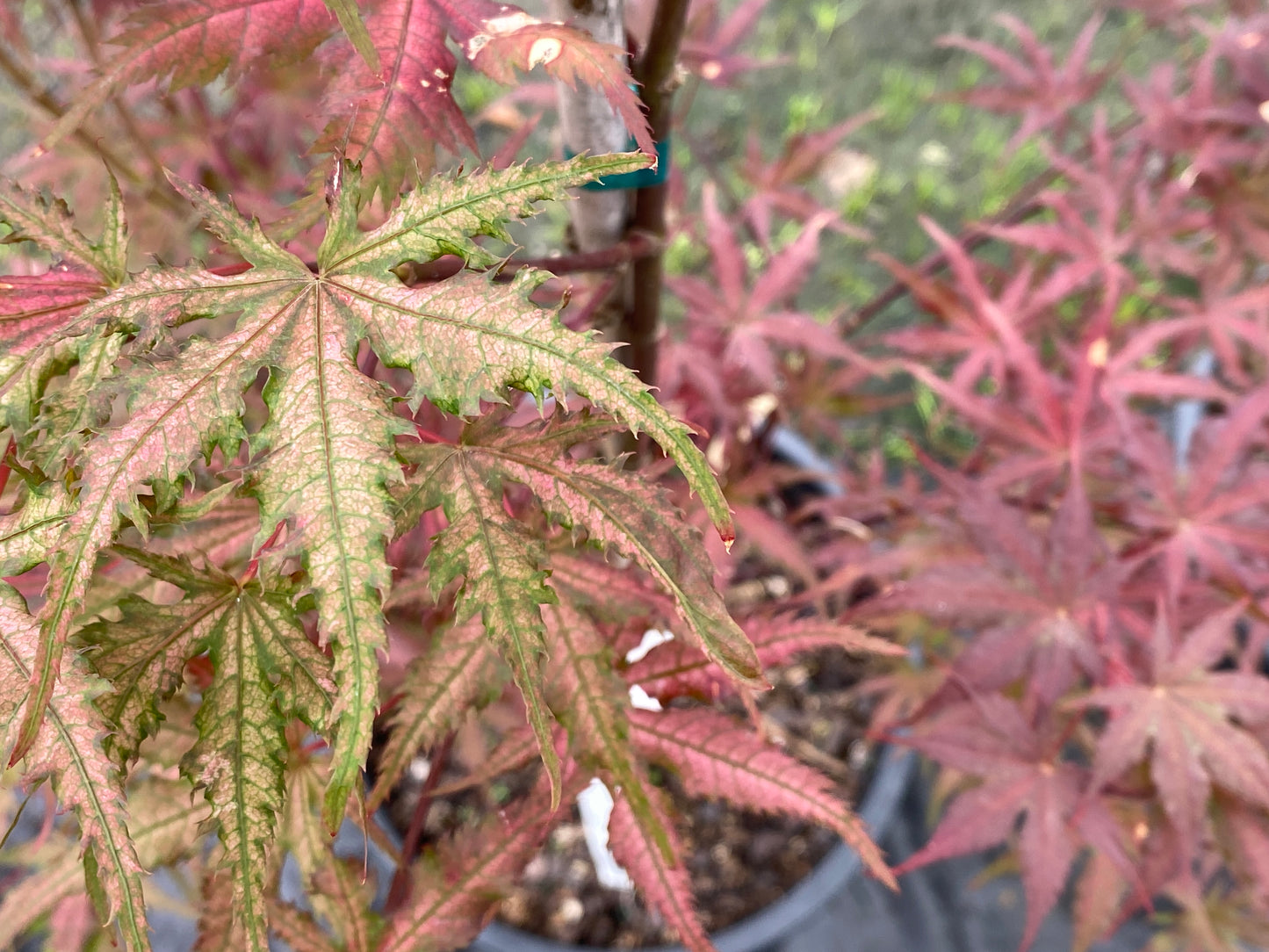Acer palmatum 'Celebration'
