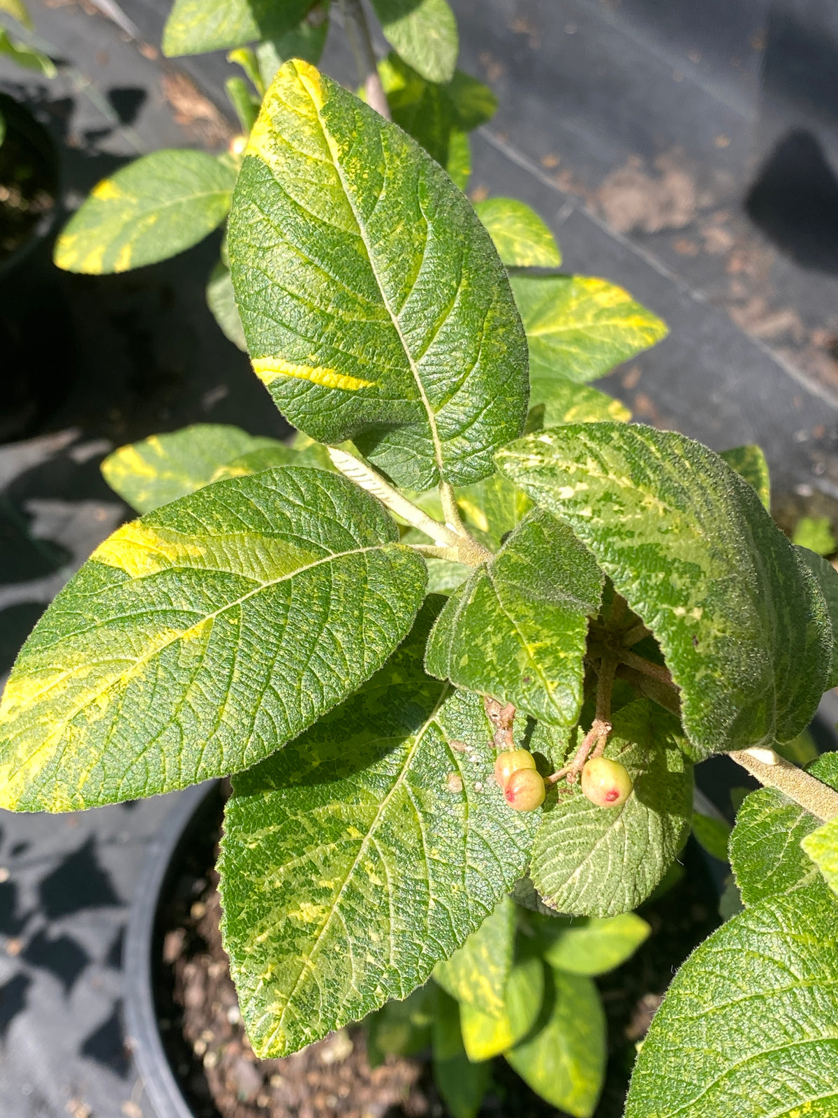 Viburnum lantana 'Variegata'