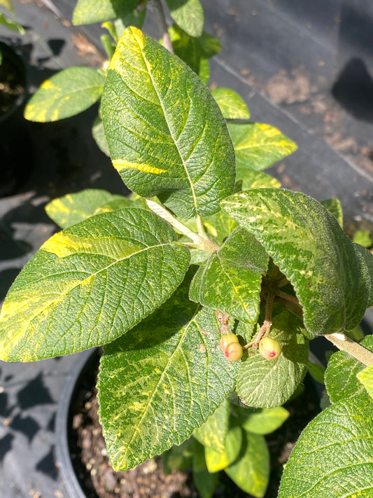 Viburnum lantana 'Variegata'