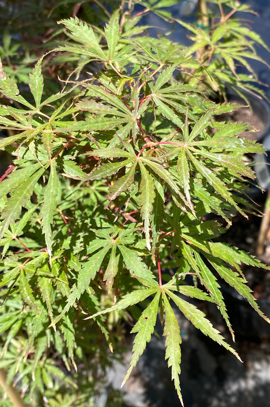 Acer palmatum 'Jerre Schwartz'