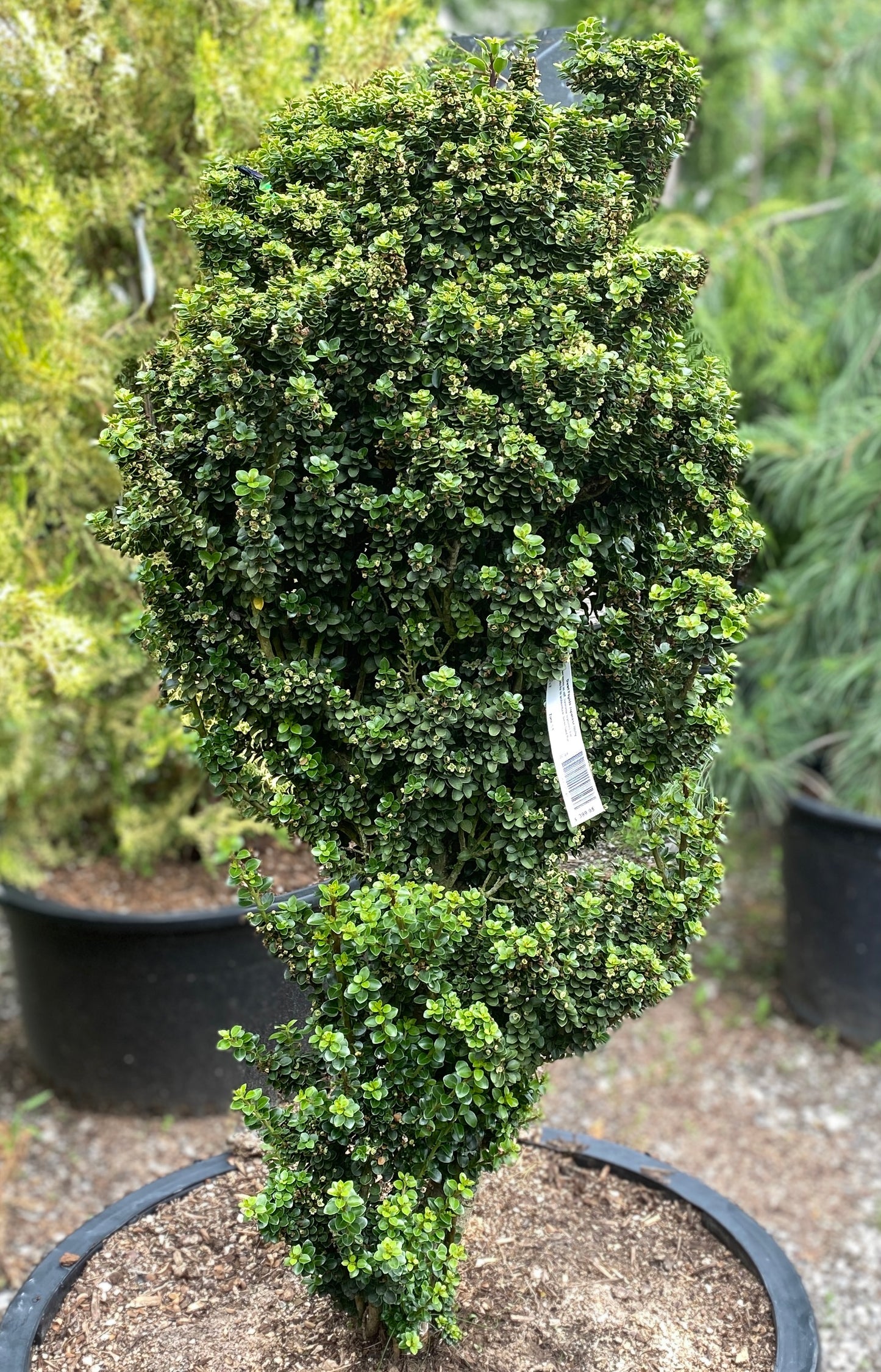 Ilex crenata 'Dwarf Pagoda'