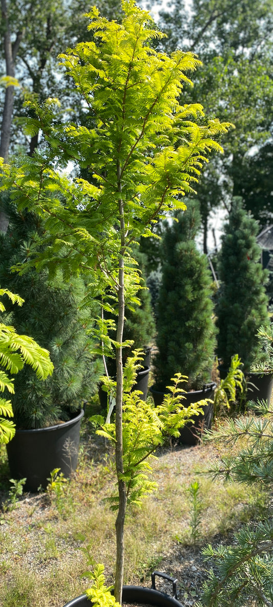 Metasequoia glyptostroboides 'Amber Glow'