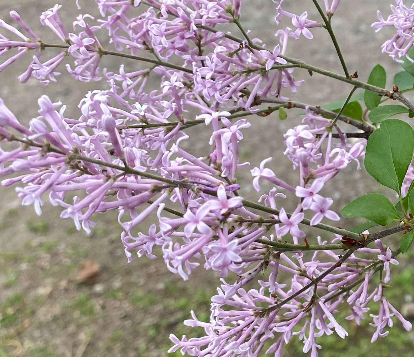 Syringa x 'Red Pixie'