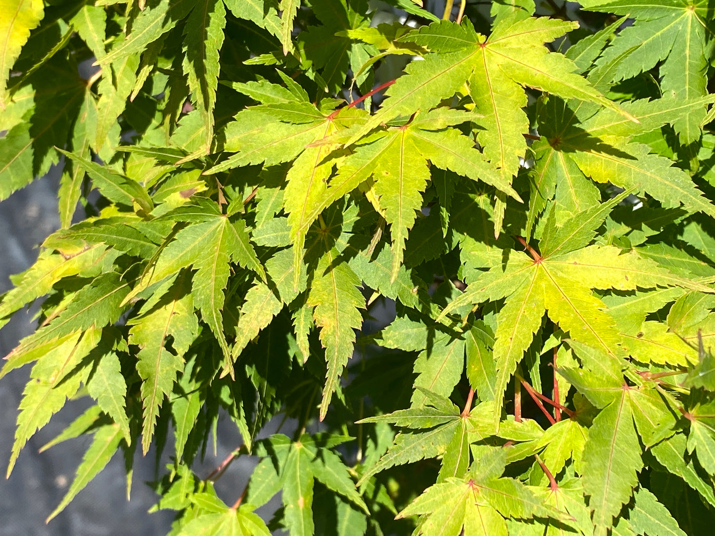 Acer palmatum 'Winter Flame'