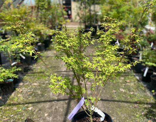 Acer palmatum 'Saiho'