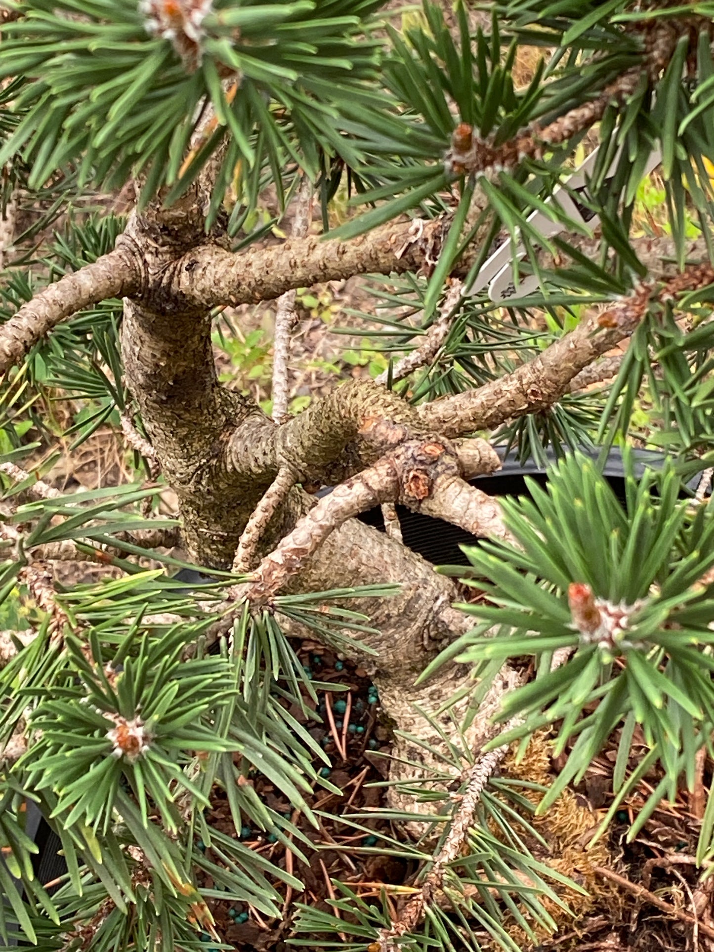 Pinus banksiana 'Al Johnson'