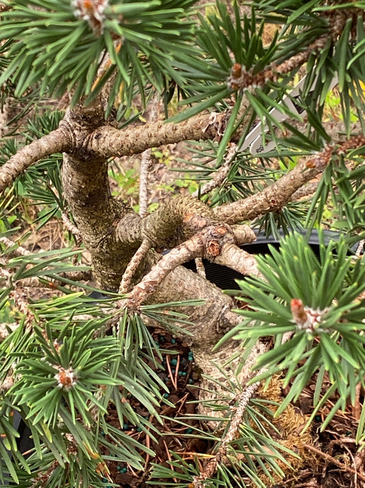 Pinus banksiana 'Al Johnson'