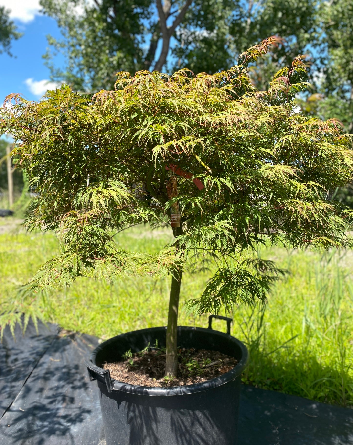Acer palmatum dissectum 'Jeddeloh Orange'
