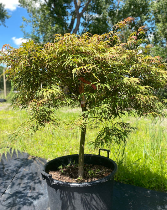 Acer palmatum dissectum 'Jeddeloh Orange'