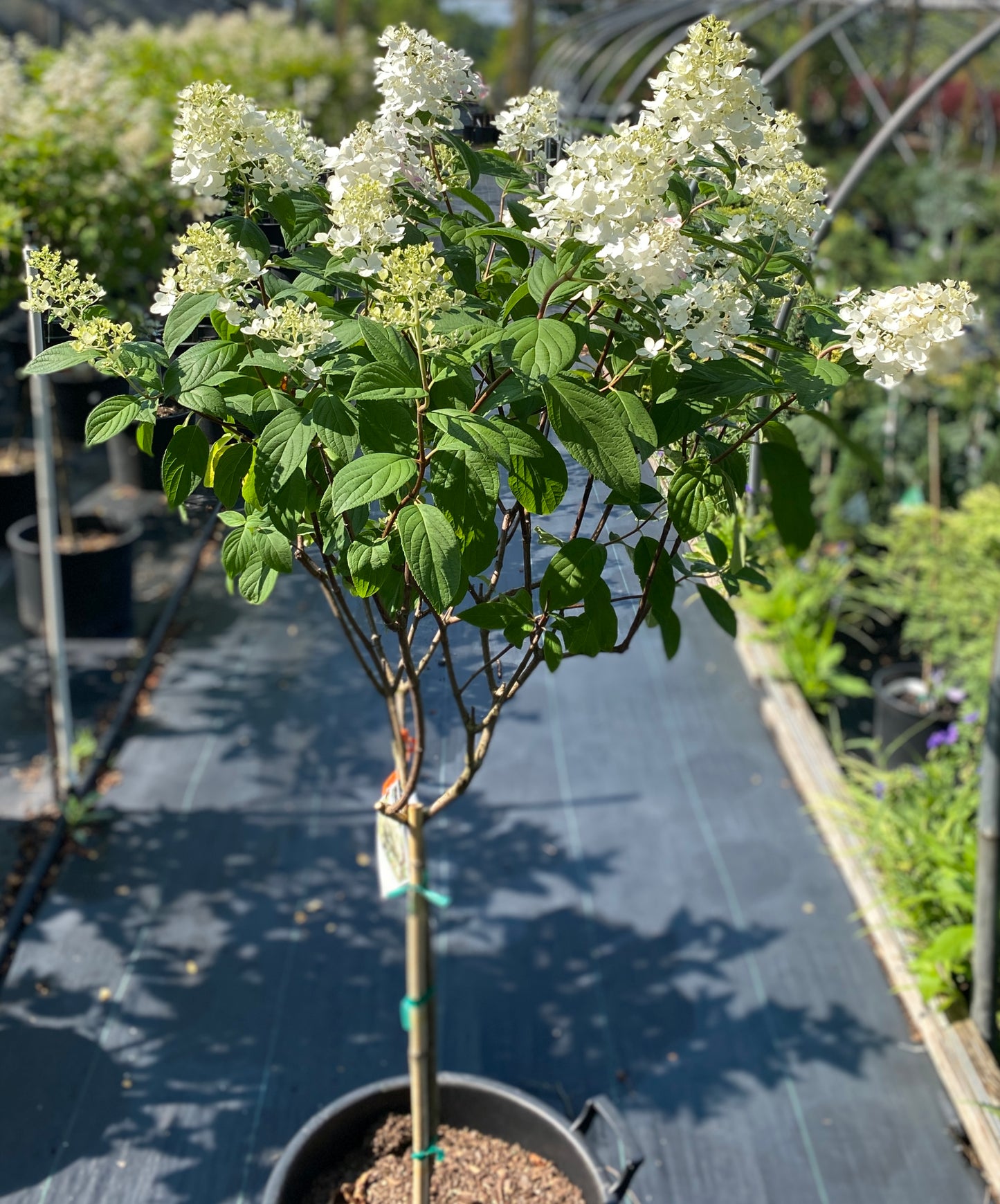 Hydrangea paniculata 'Fire Light'