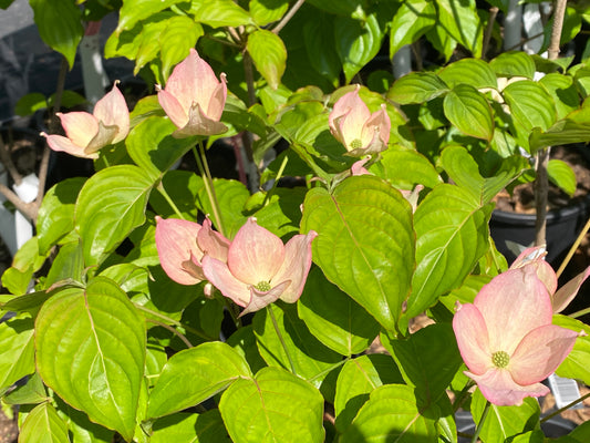 Cornus kousa x 'Rosy Teacups'