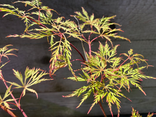 Acer palmatum dissectum 'Chantilly Lace'