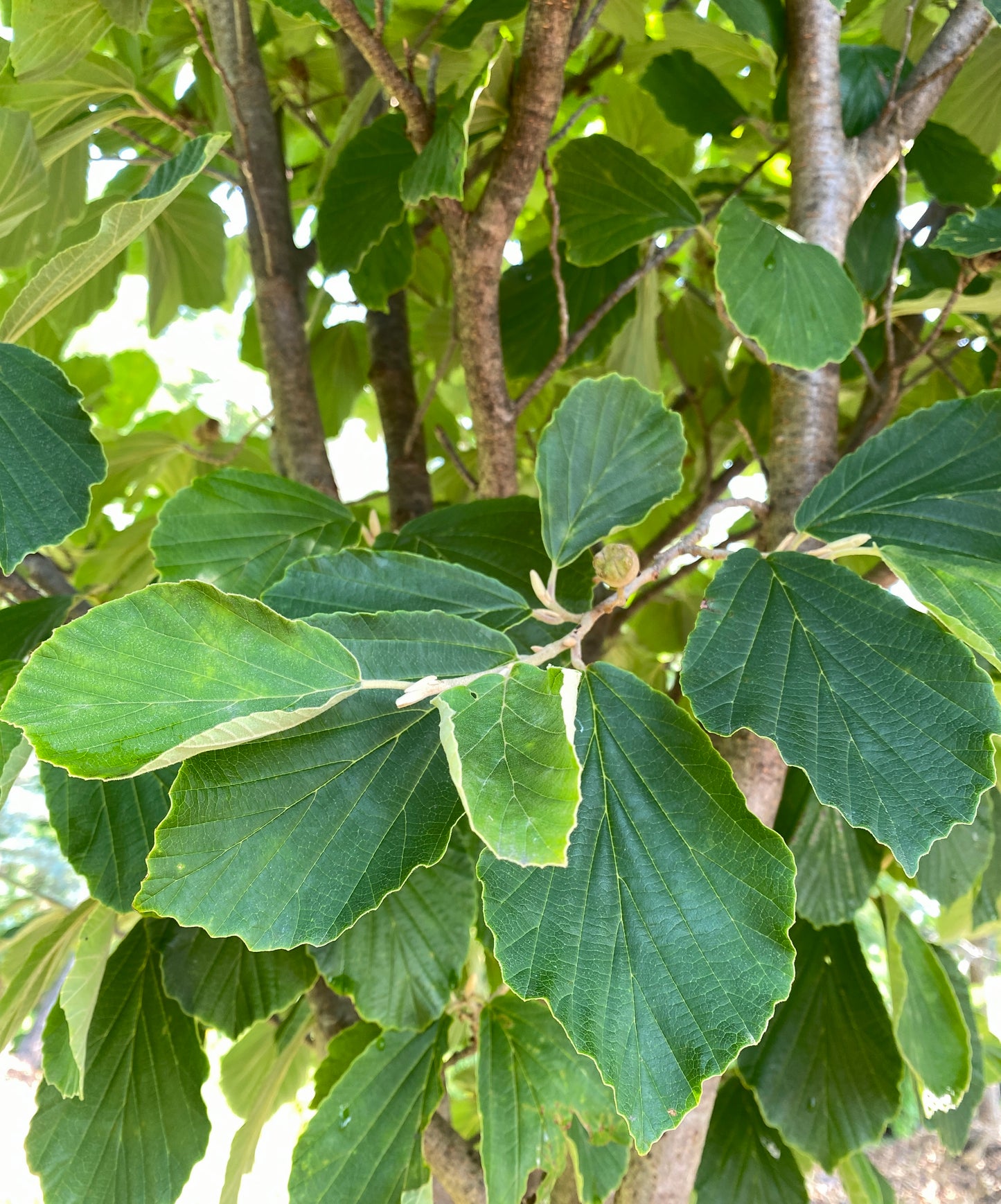 Hamamelis x intermedia 'Arnold Promise'