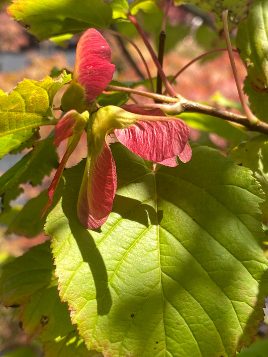 Acer tataricum 'Hot Wings'
