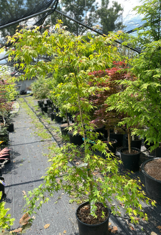 Acer palmatum 'Elwood Orange™
