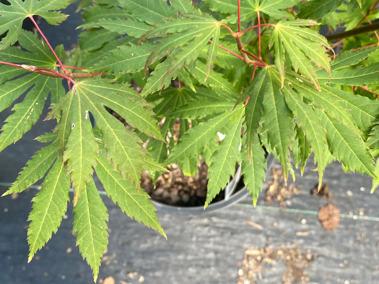 Acer circinatum 'Kisetsu dore'