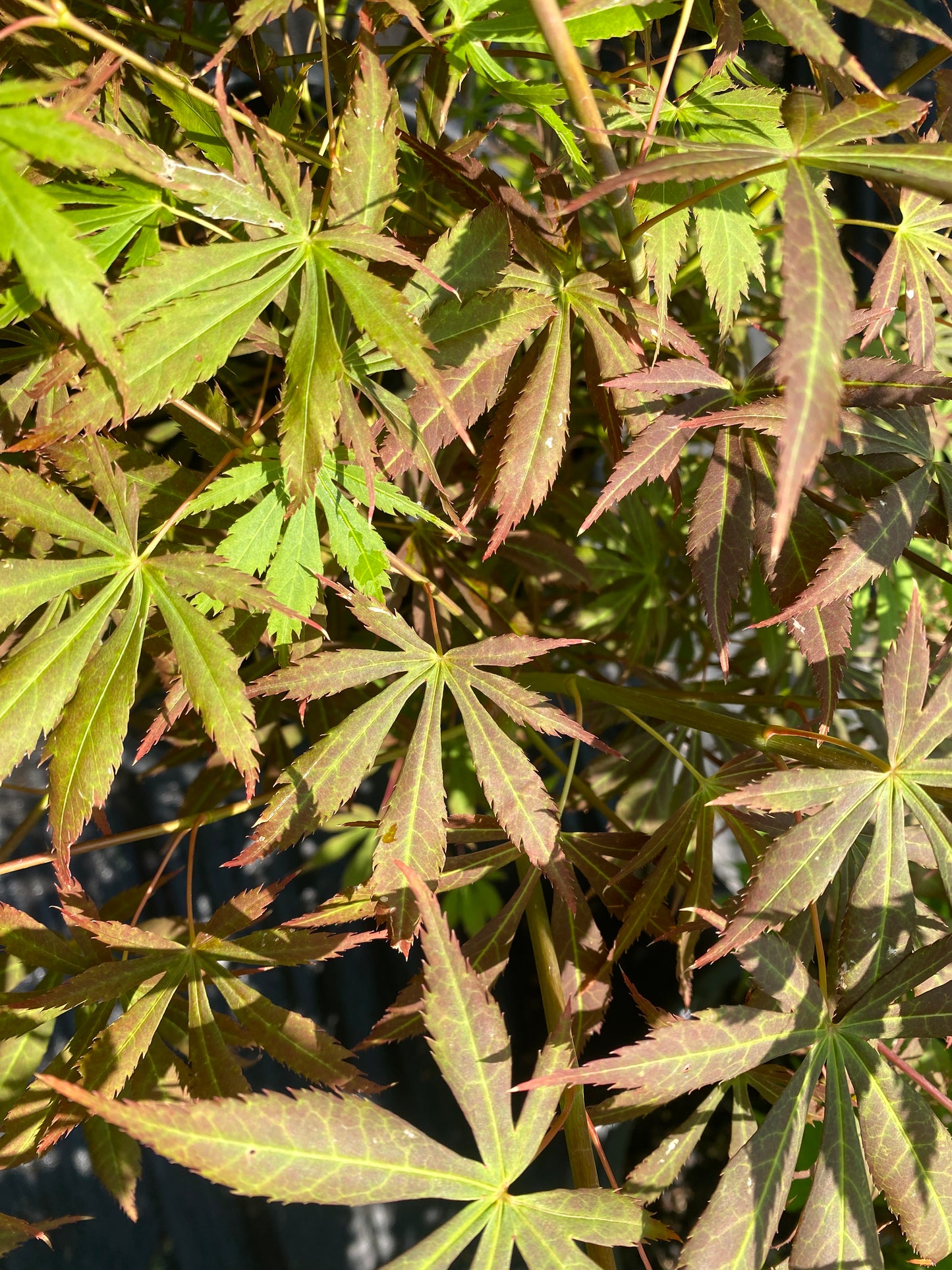 Acer shirasawanum 'Royalty'