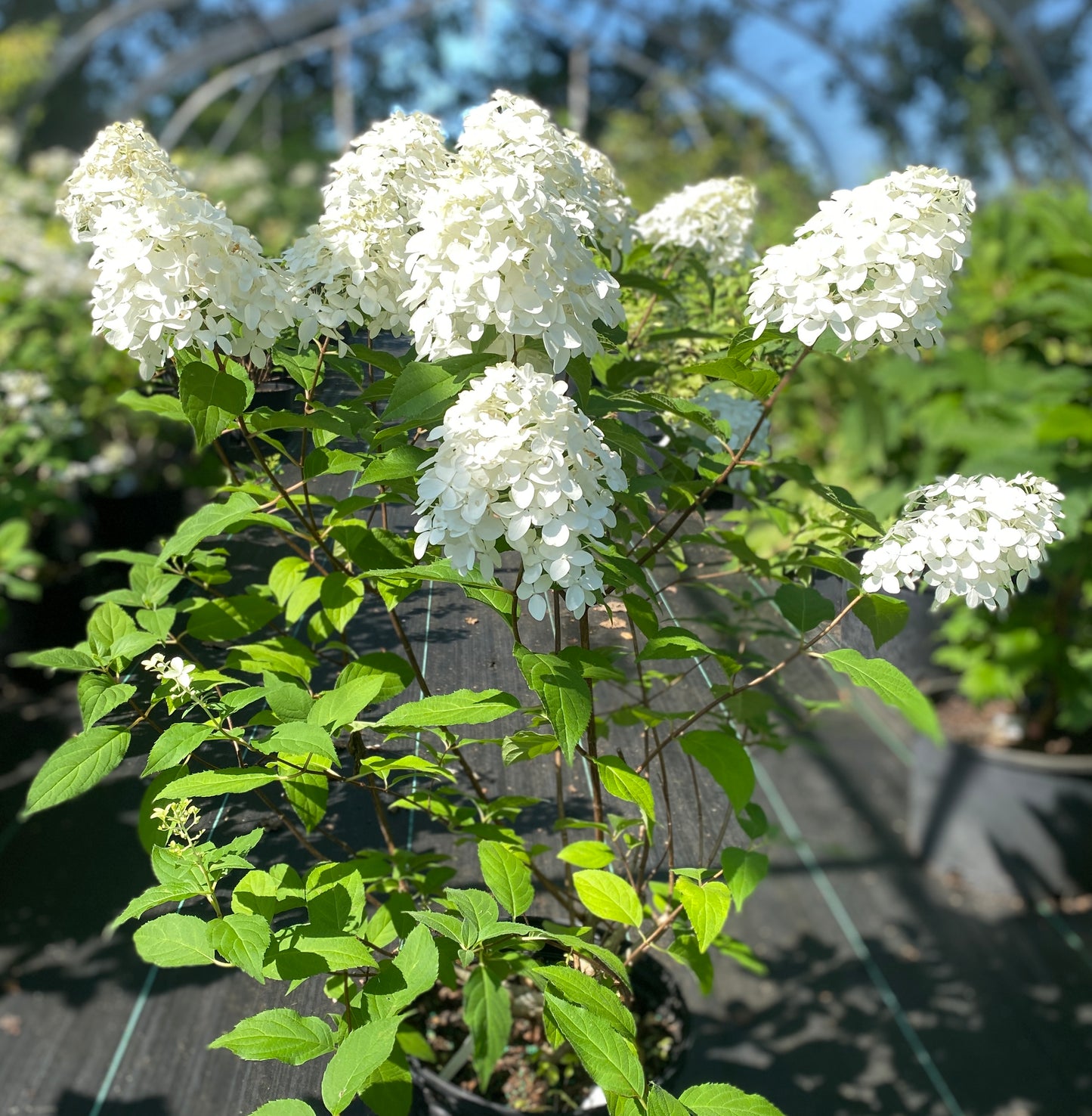 Hydrangea paniculata 'Quick Fire Fab'