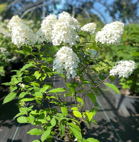 Hydrangea paniculata 'Quick Fire Fab'