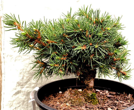 Picea abies 'Mikulasovice'