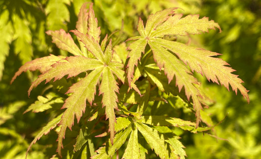 Acer palmatum 'Patsy'