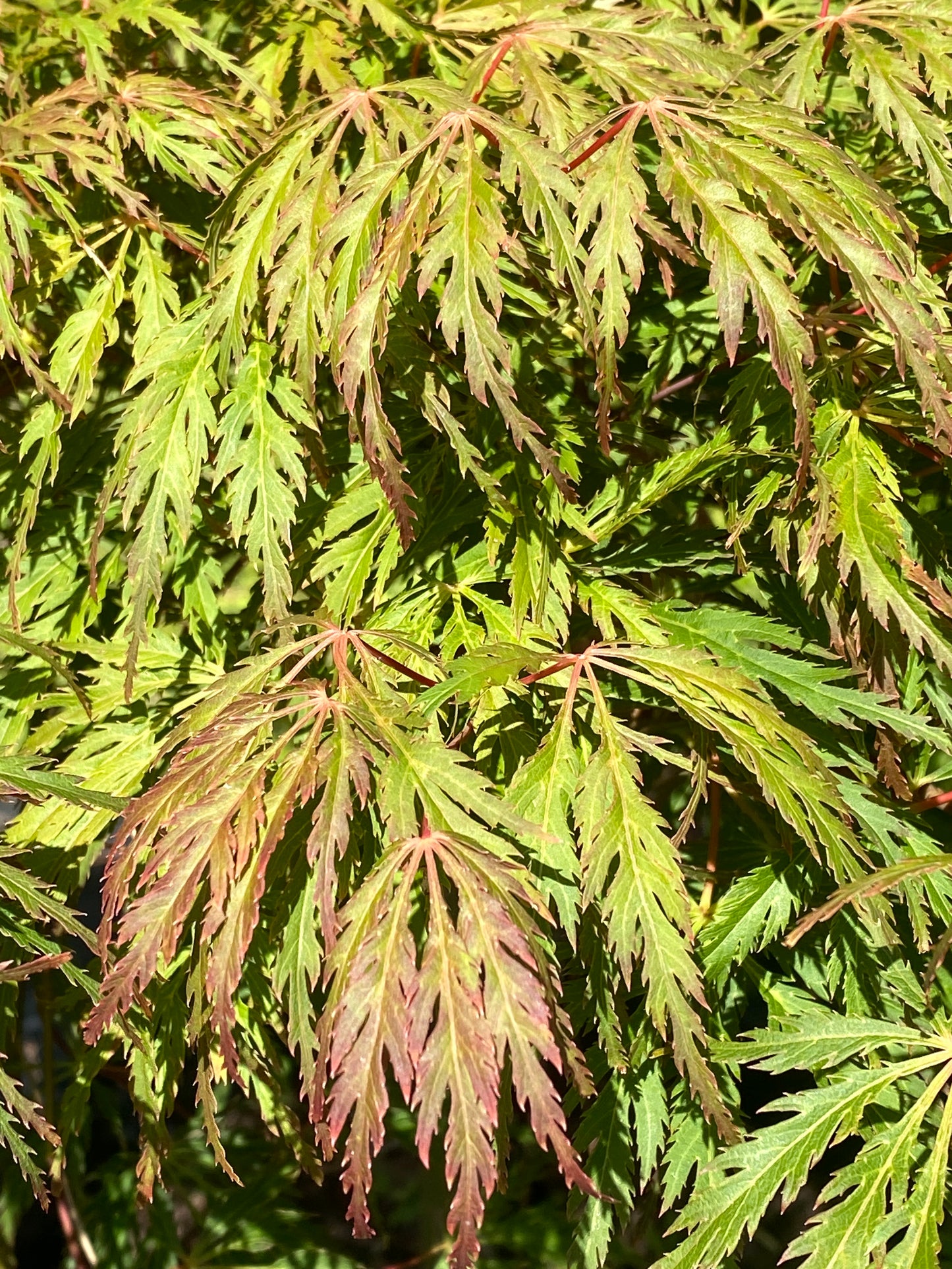Acer palmatum dissectum 'Jeddeloh Orange'