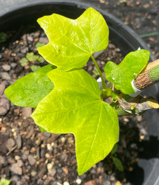 Acer macrophyllum 'Elynor's Heart of Gold'
