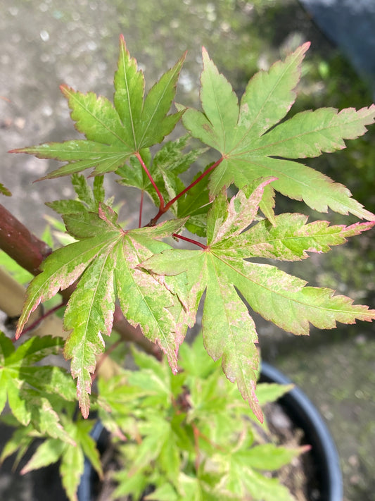 Acer palmatum 'Radiant'