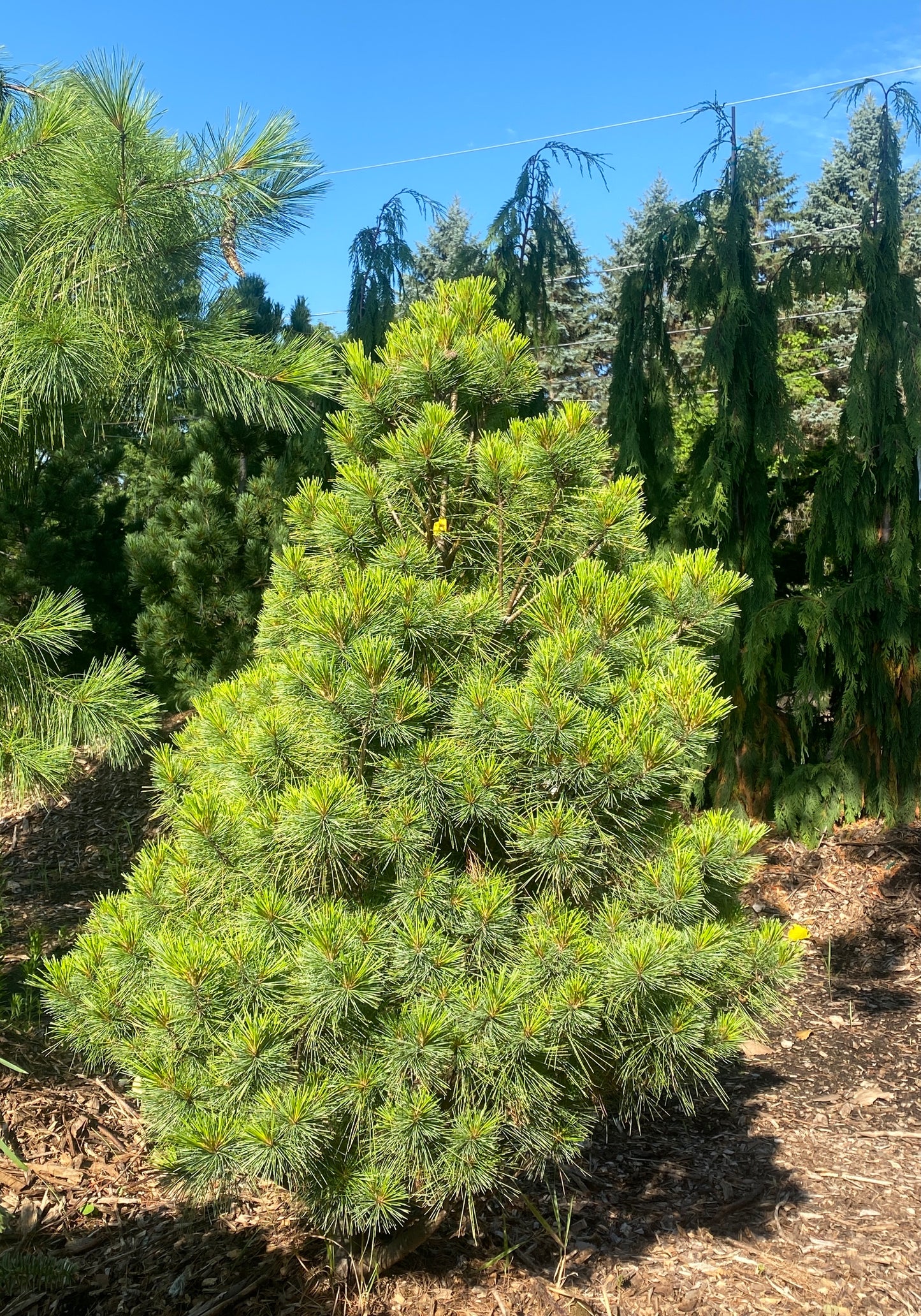 Pinus strobus 'Draves' Upright Broom'