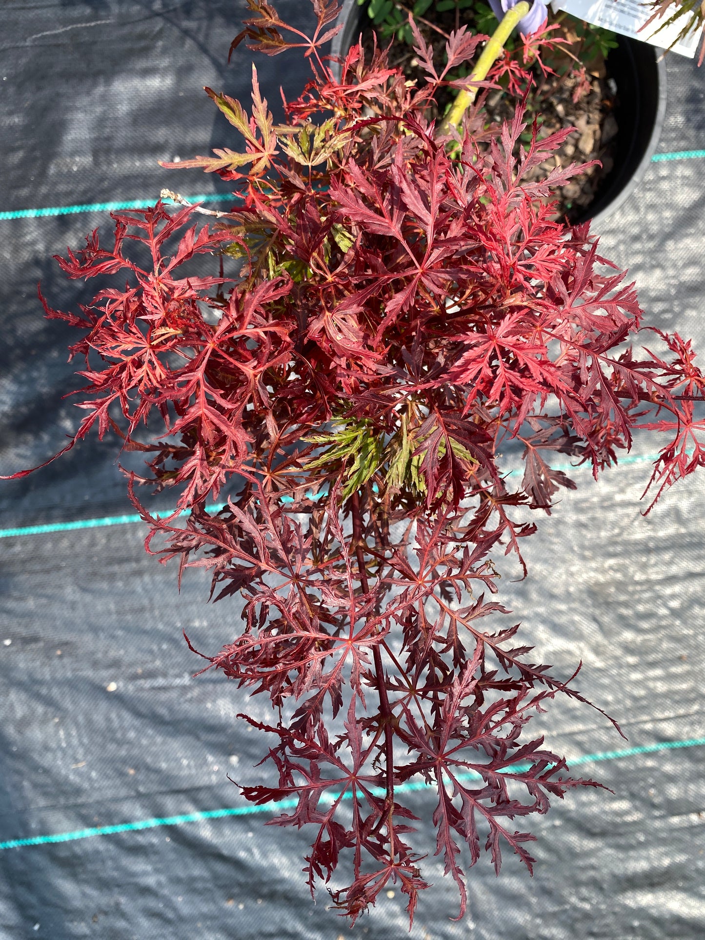 Acer palmatum dissectum 'Pink Ballerina'