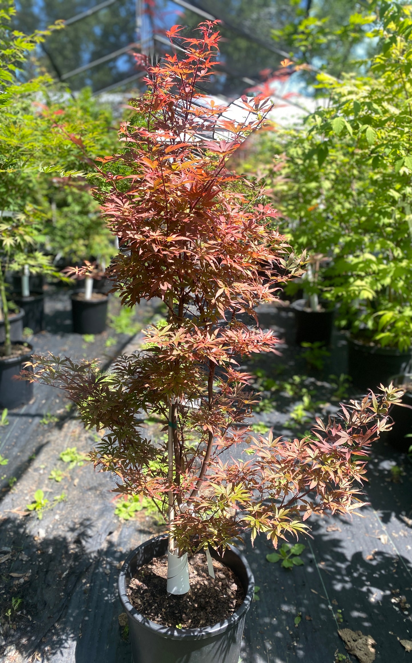 Acer palmatum 'Hime shojo'