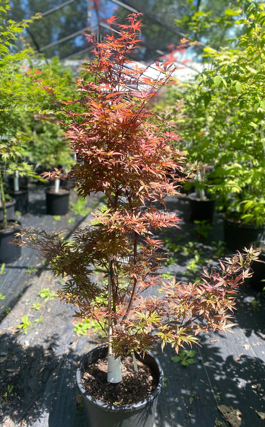 Acer palmatum 'Hime shojo'