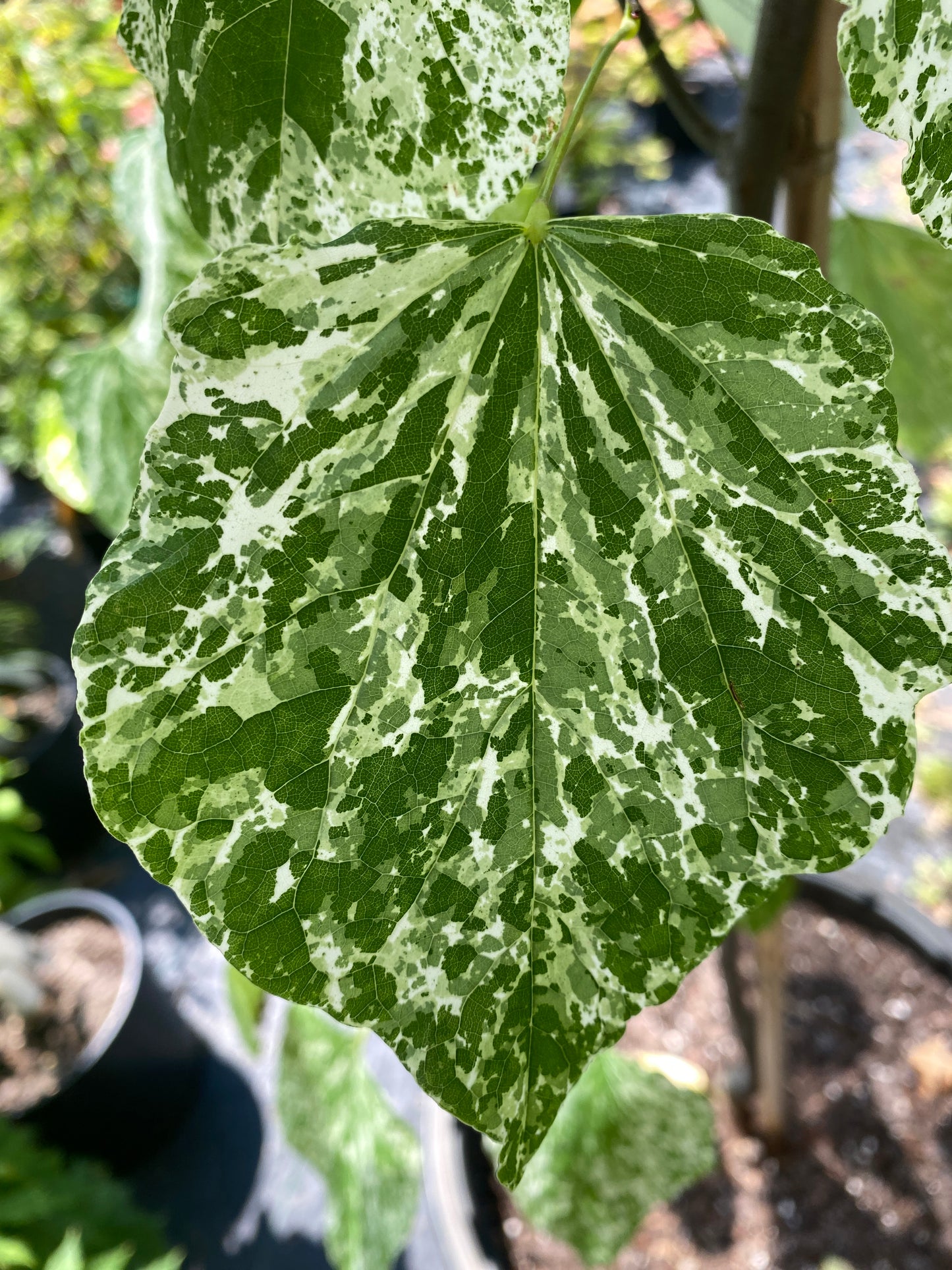 Cercis canadensis 'Alley Cat'