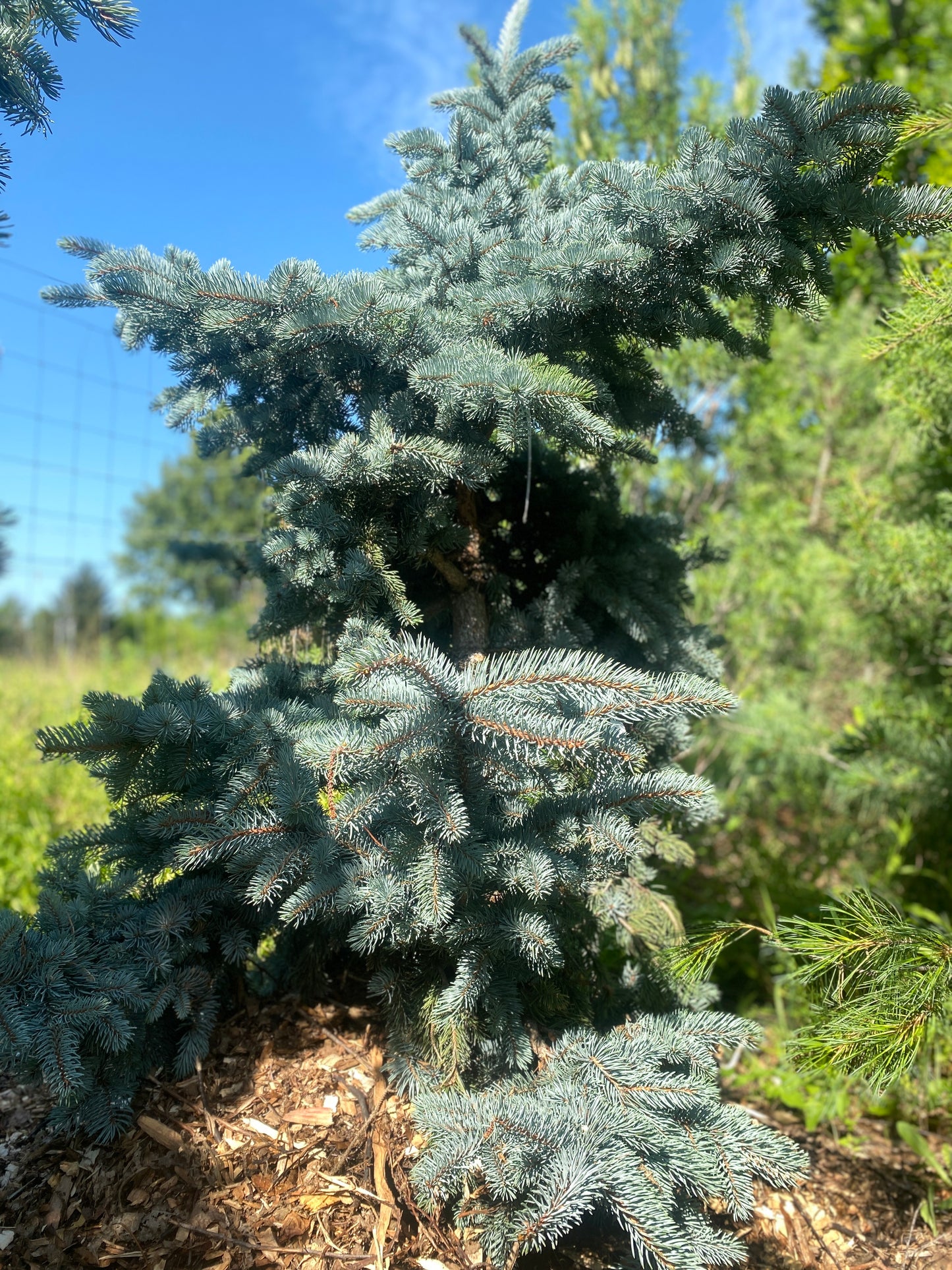 Picea pungens 'Prostrata'
