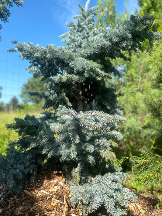 Picea pungens 'Prostrata'