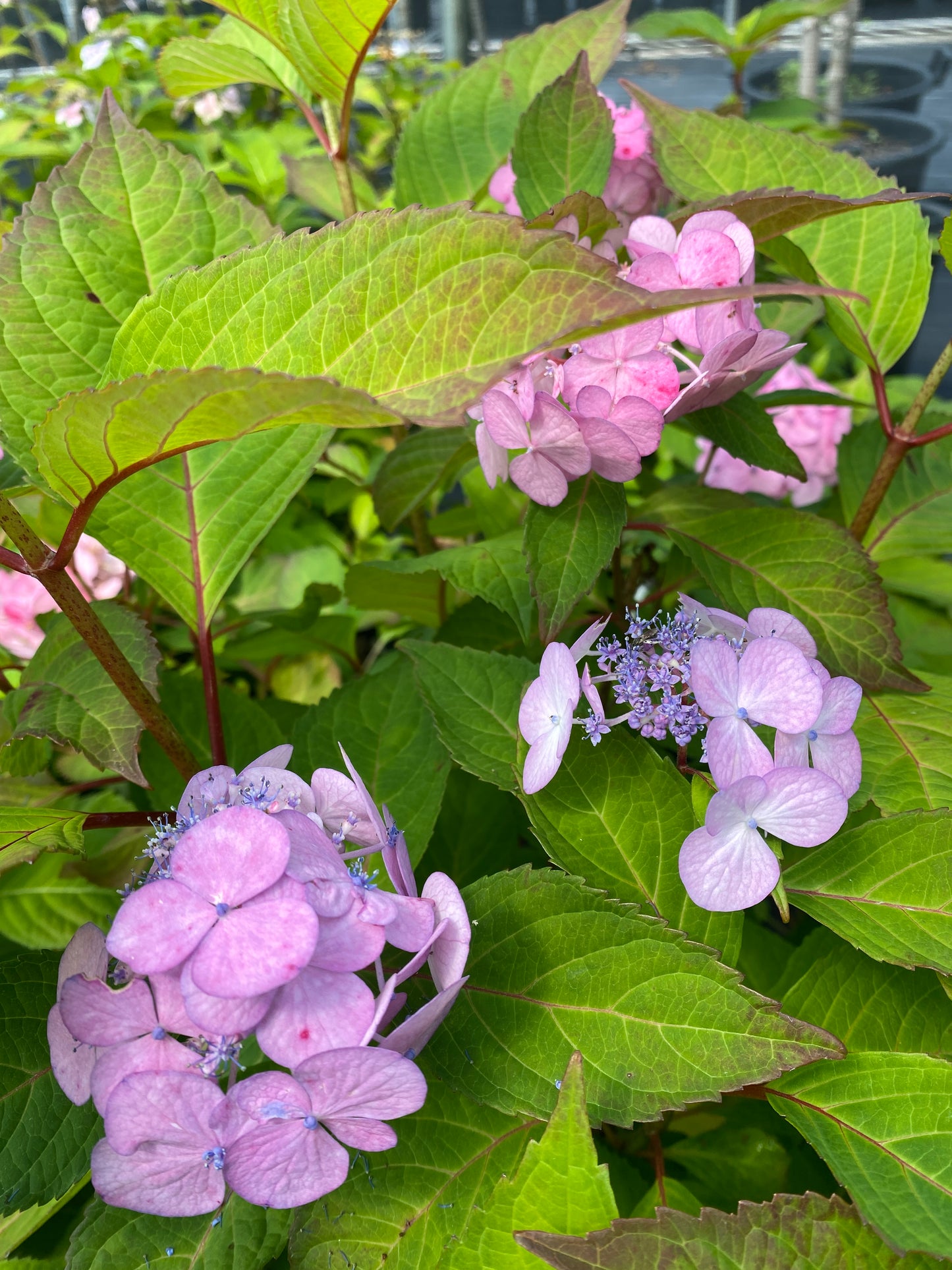 Hydrangea serrata 'Preziosa'