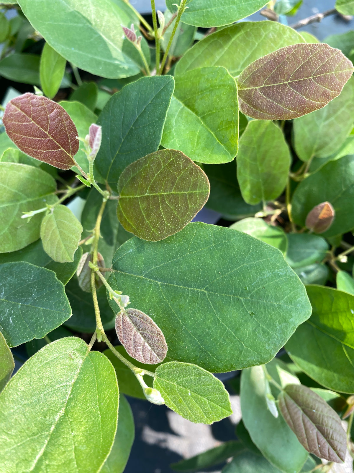 Fothergilla gardenii 'Harold Epstein'