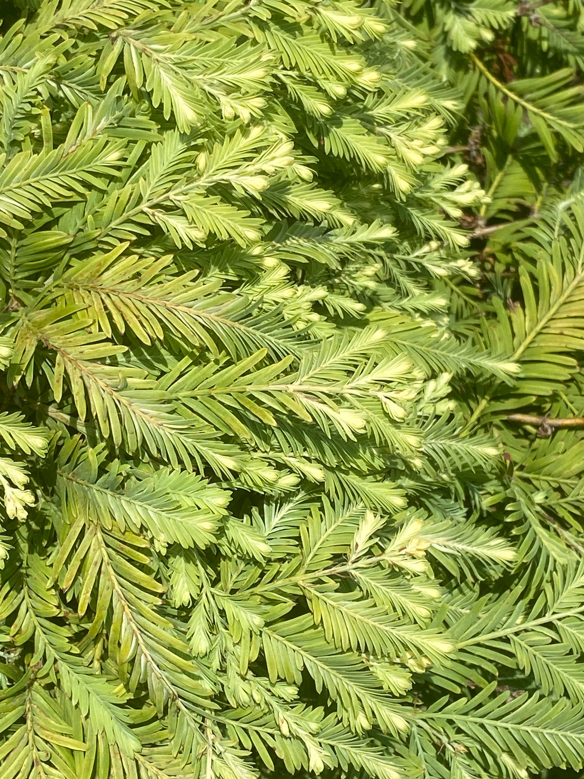 Metasequoia glyptostroboides 'North Light'
