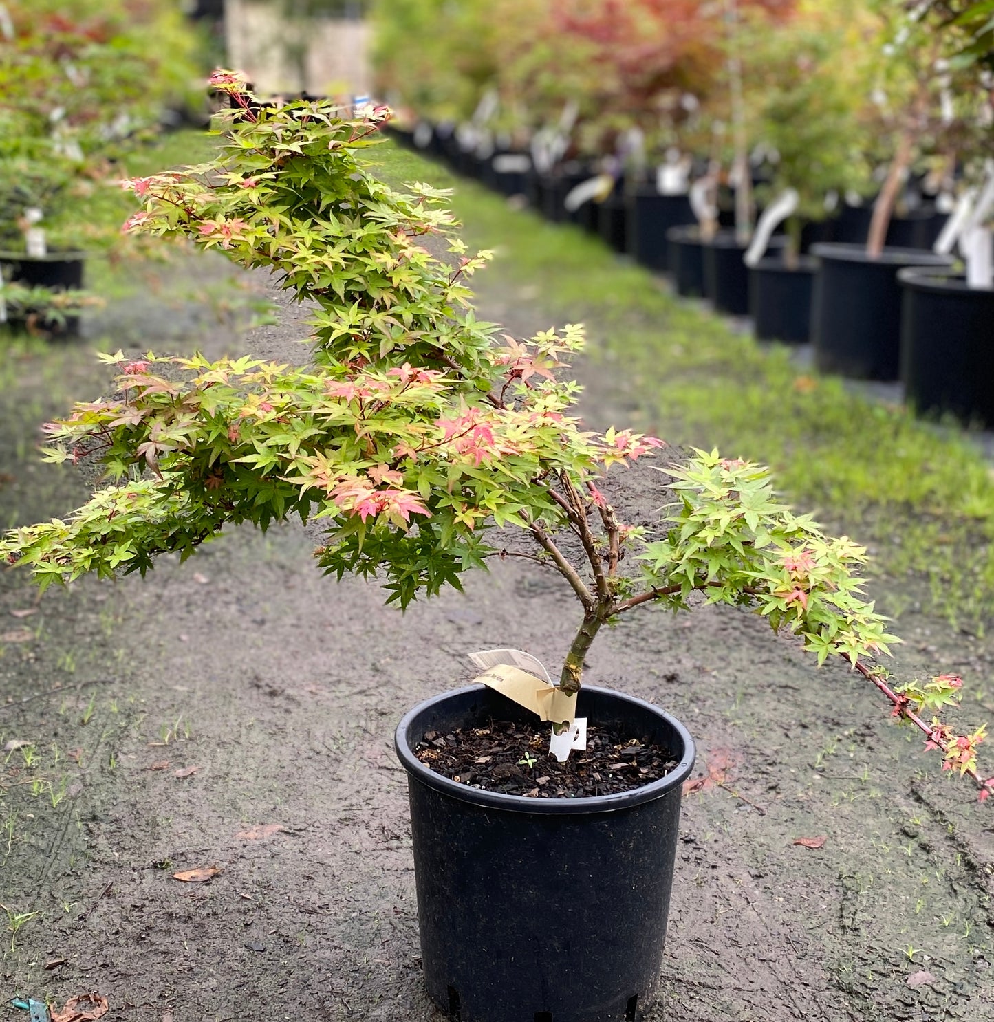 Acer palmatum 'Beni hime'
