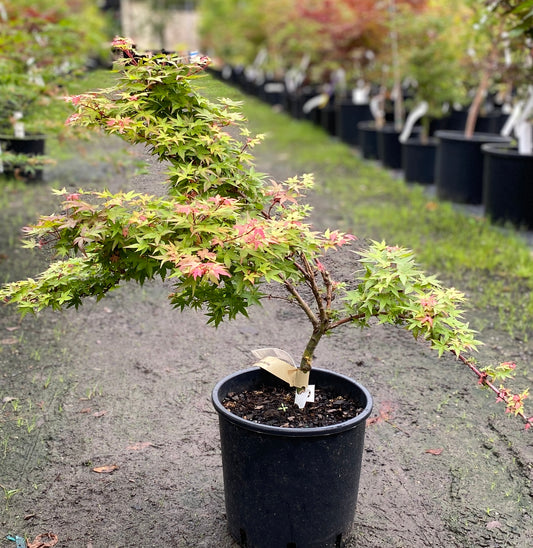 Acer palmatum 'Beni hime'
