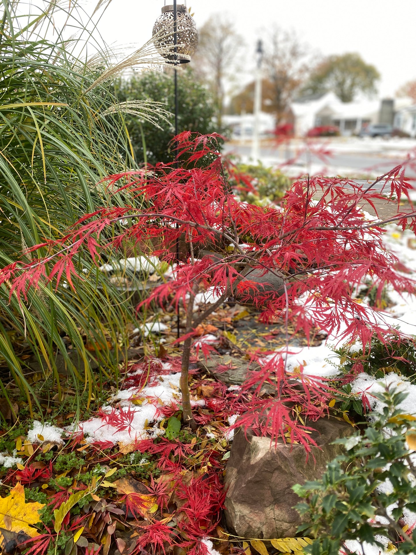 Acer palmatum 'Heartbeat'