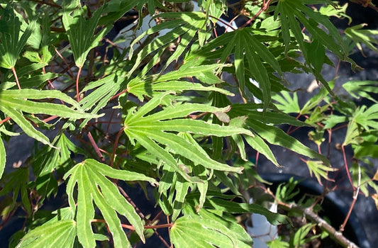 Acer palmatum 'Hiryu'