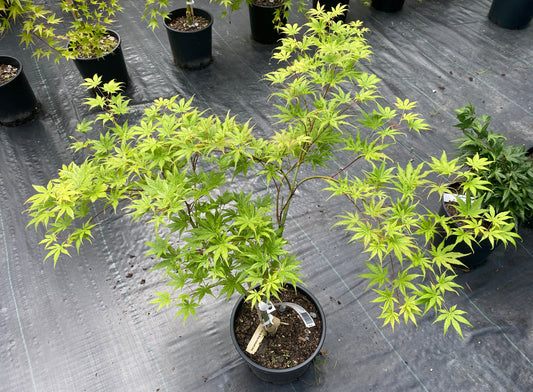 Acer palmatum 'Shigi no Hoshi'