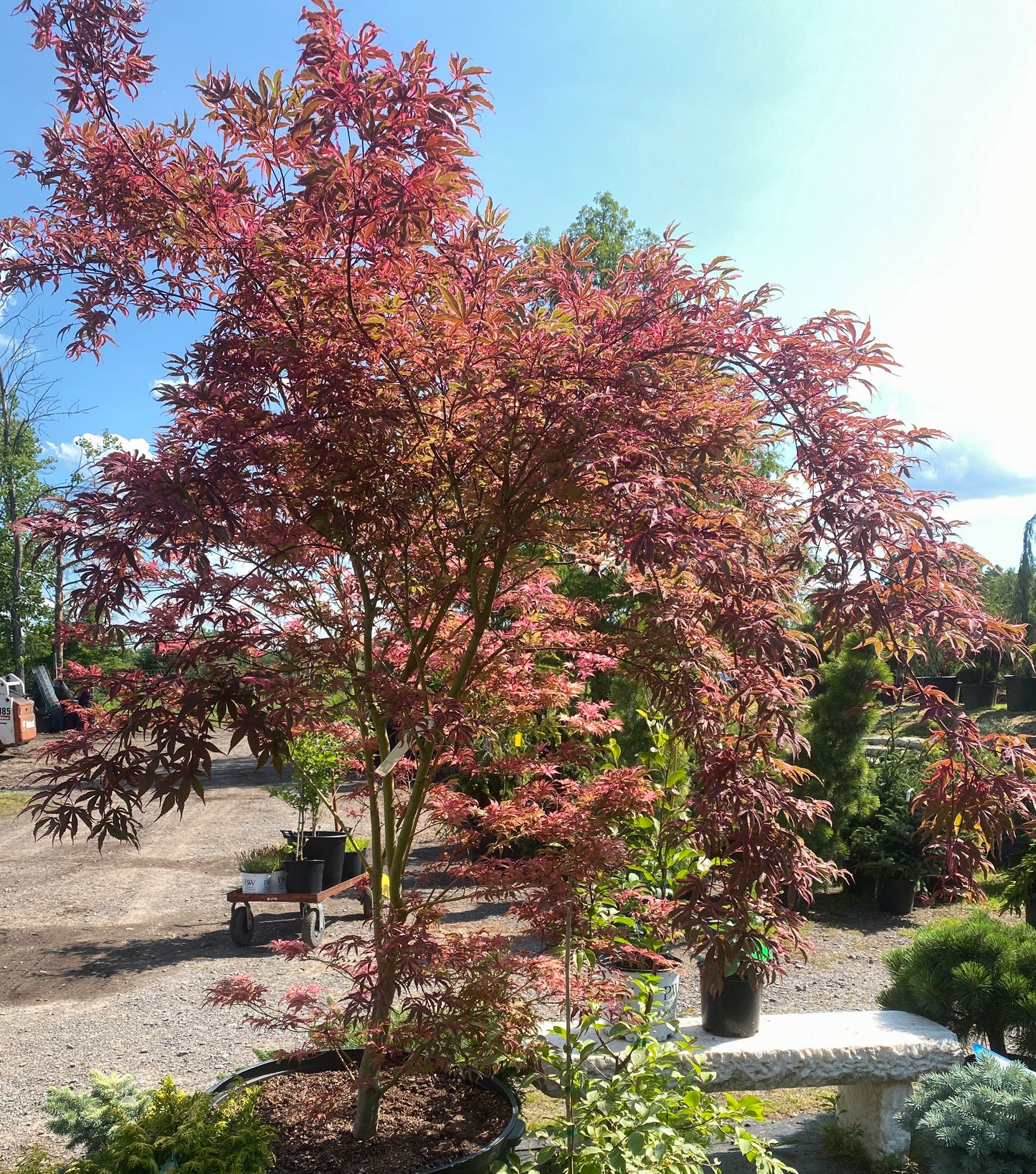 Acer palmatum 'Geisha Gone Wild'