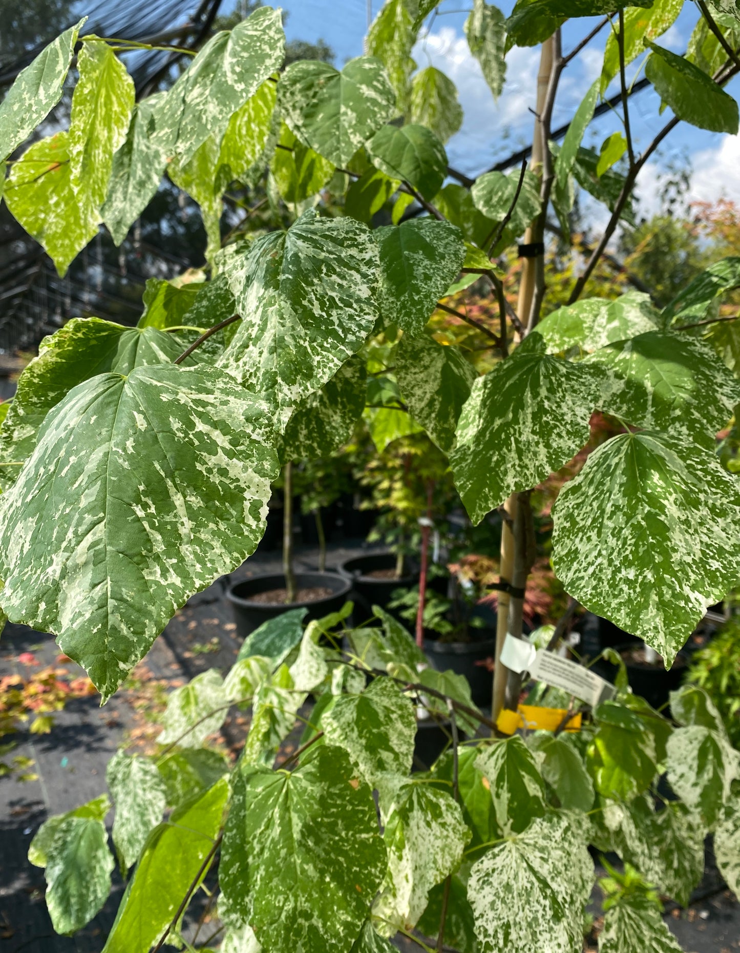 Cercis canadensis 'Alley Cat'