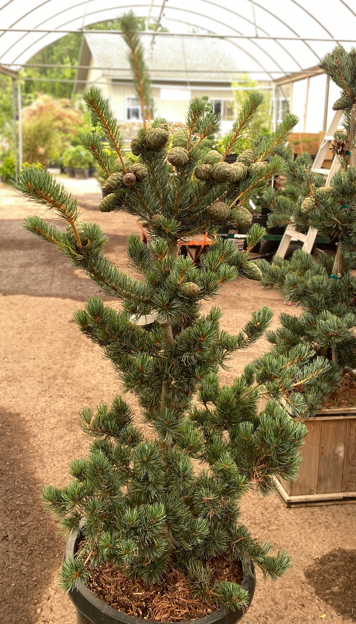 Pinus parviflora 'Cleary'